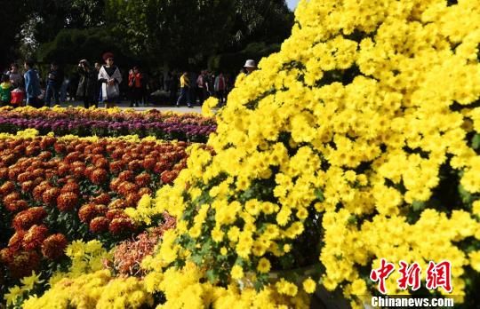 广东省兴城市菊花，绽放的美丽与独特的魅力