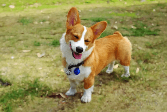 三个月柯基犬的饮食管理与狗粮需求