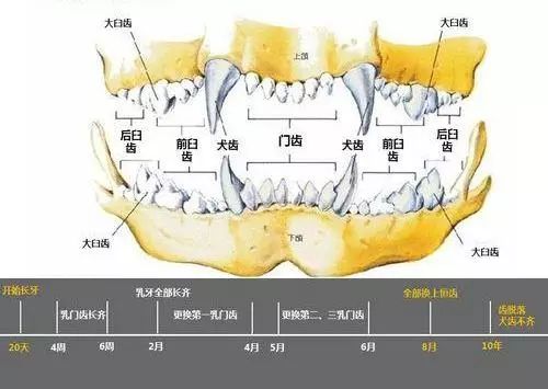 狗狗换牙期详解，关键时间点与注意事项