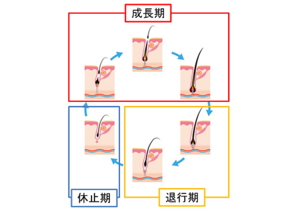 女生头发一个月能长多长，探究头发的生长周期与影响因素