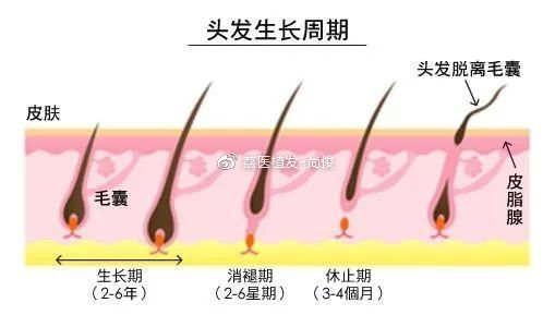 刘海几个月能长长，探究头发生长周期与影响因素